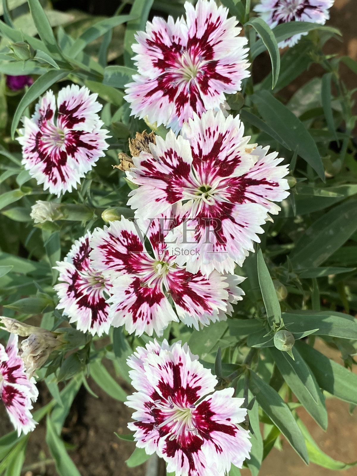 石竹，甜威廉，是石竹科的一种开花植物，原产于欧洲南部和亚洲部分地区。它已成为一种受欢迎的园林观赏植物。照片摄影图片