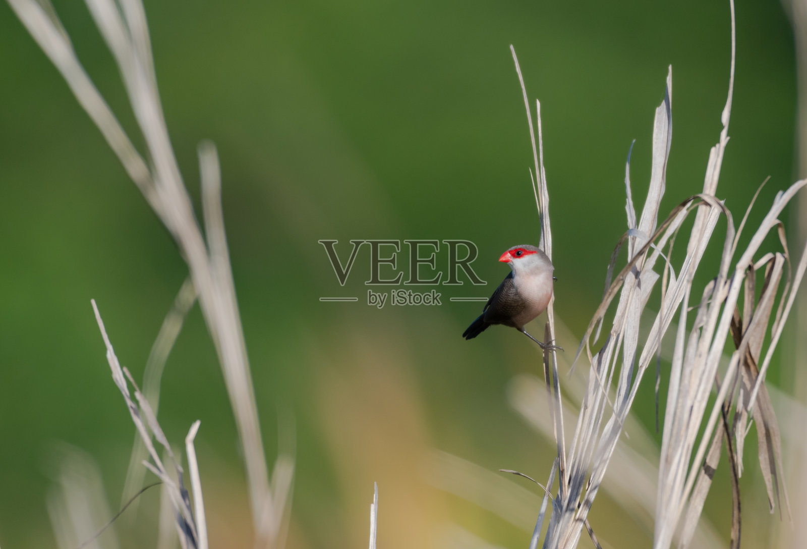 一只红脸小鸟栖息在草地上高高的芦苇上照片摄影图片