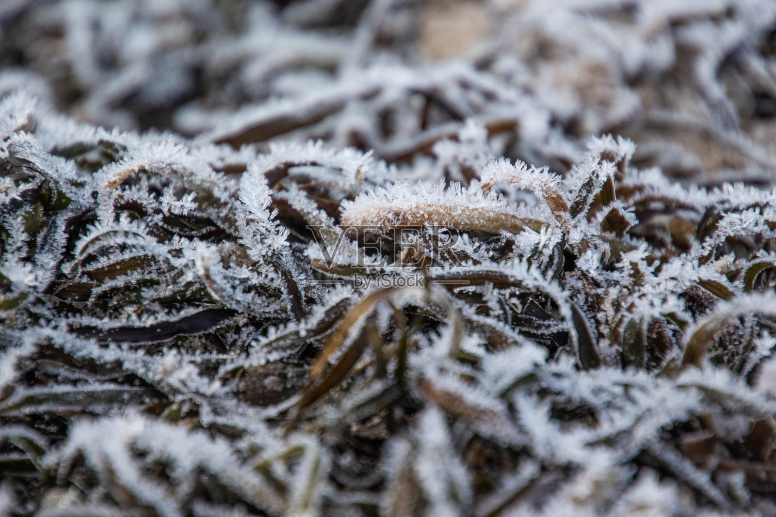 俯视冰冻的海藻照片摄影图片