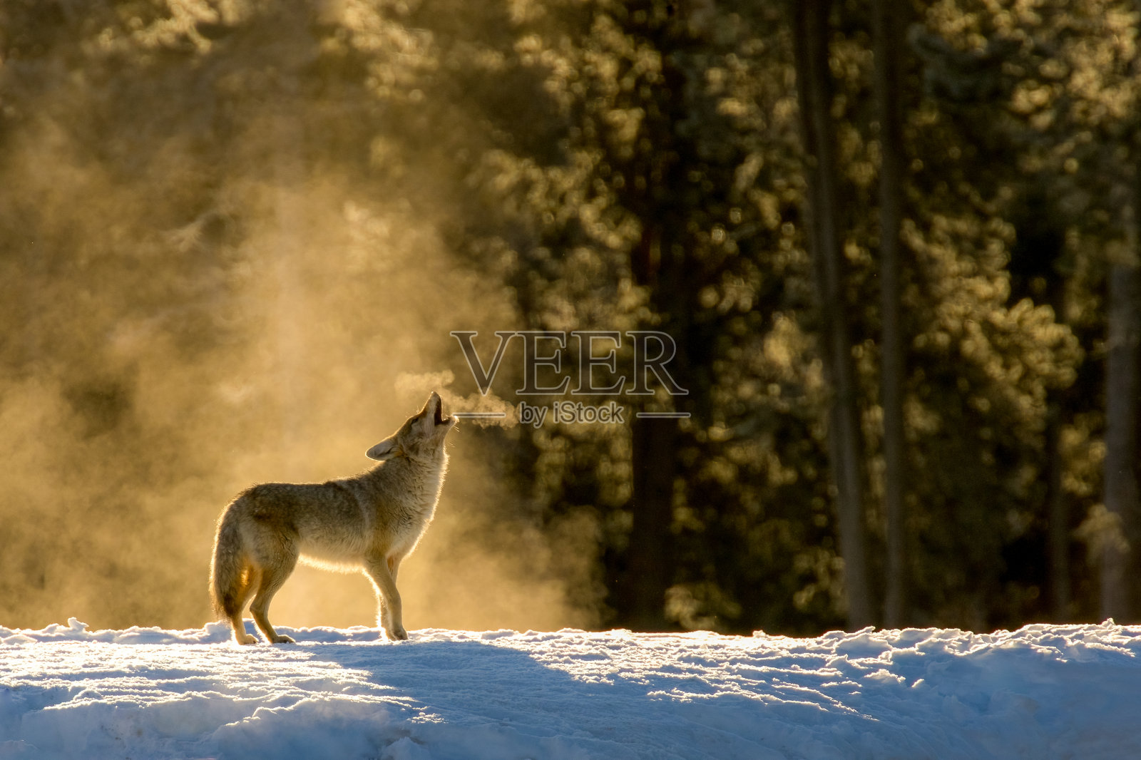 雾中典型的嚎叫郊狼照片摄影图片