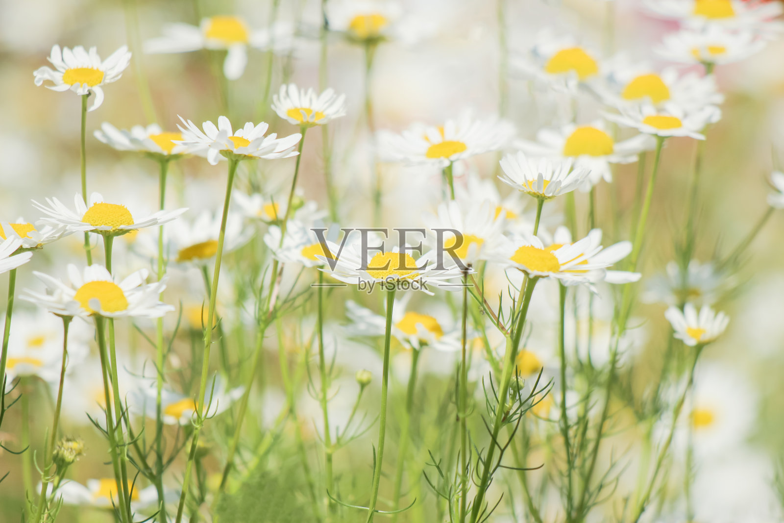 草地上盛开的雏菊照片摄影图片