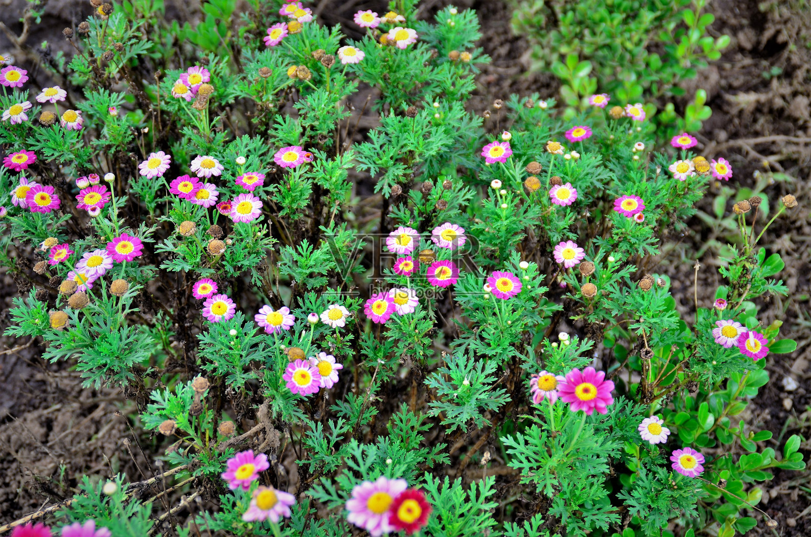在花园中，紫穗槐和花混在一起照片摄影图片