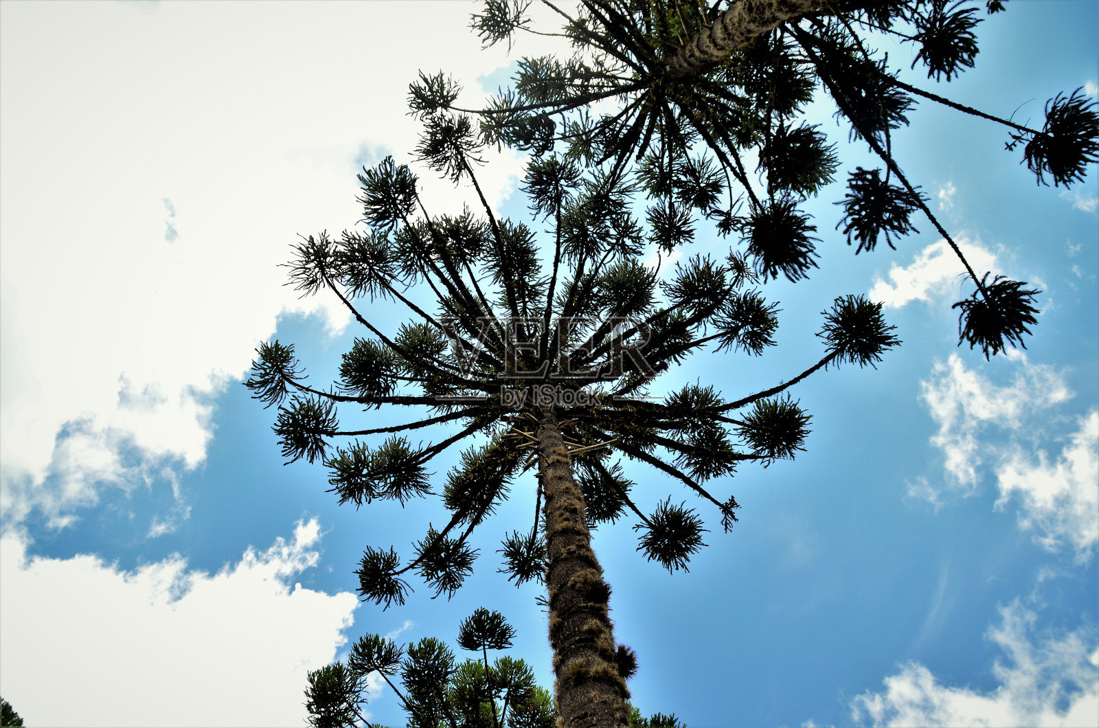 南洋杉的枝条照片摄影图片