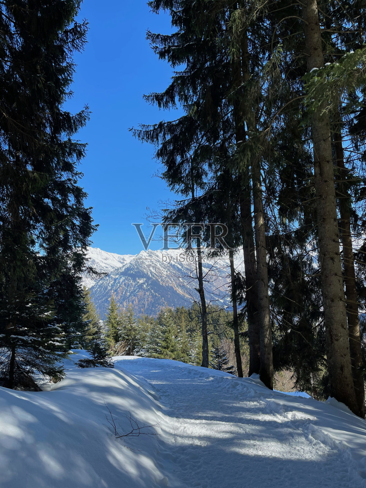 从Söllereck的森林，你可以看到奥伯斯多夫其他山峰照片摄影图片