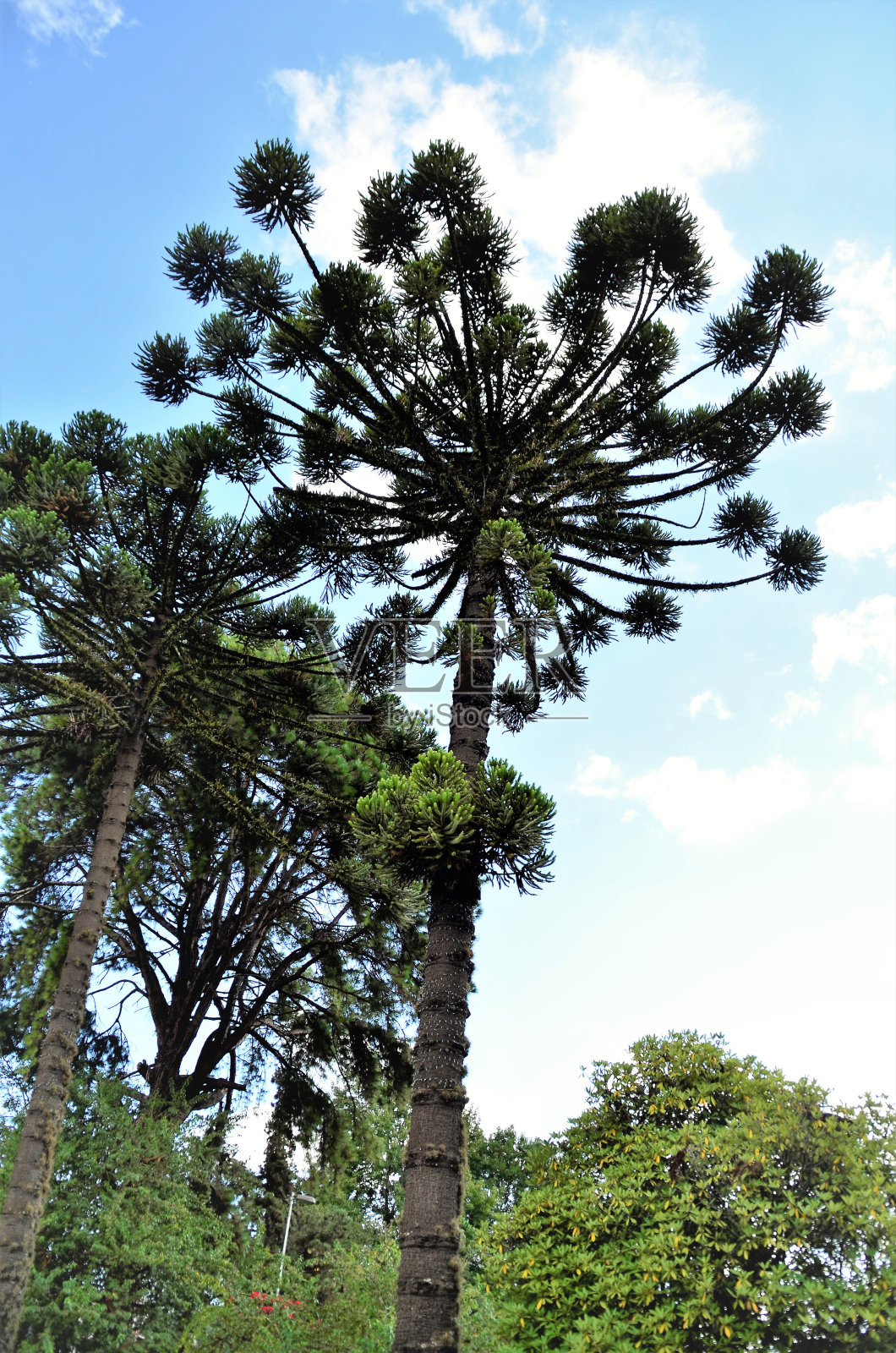 美丽的南洋杉树照片摄影图片