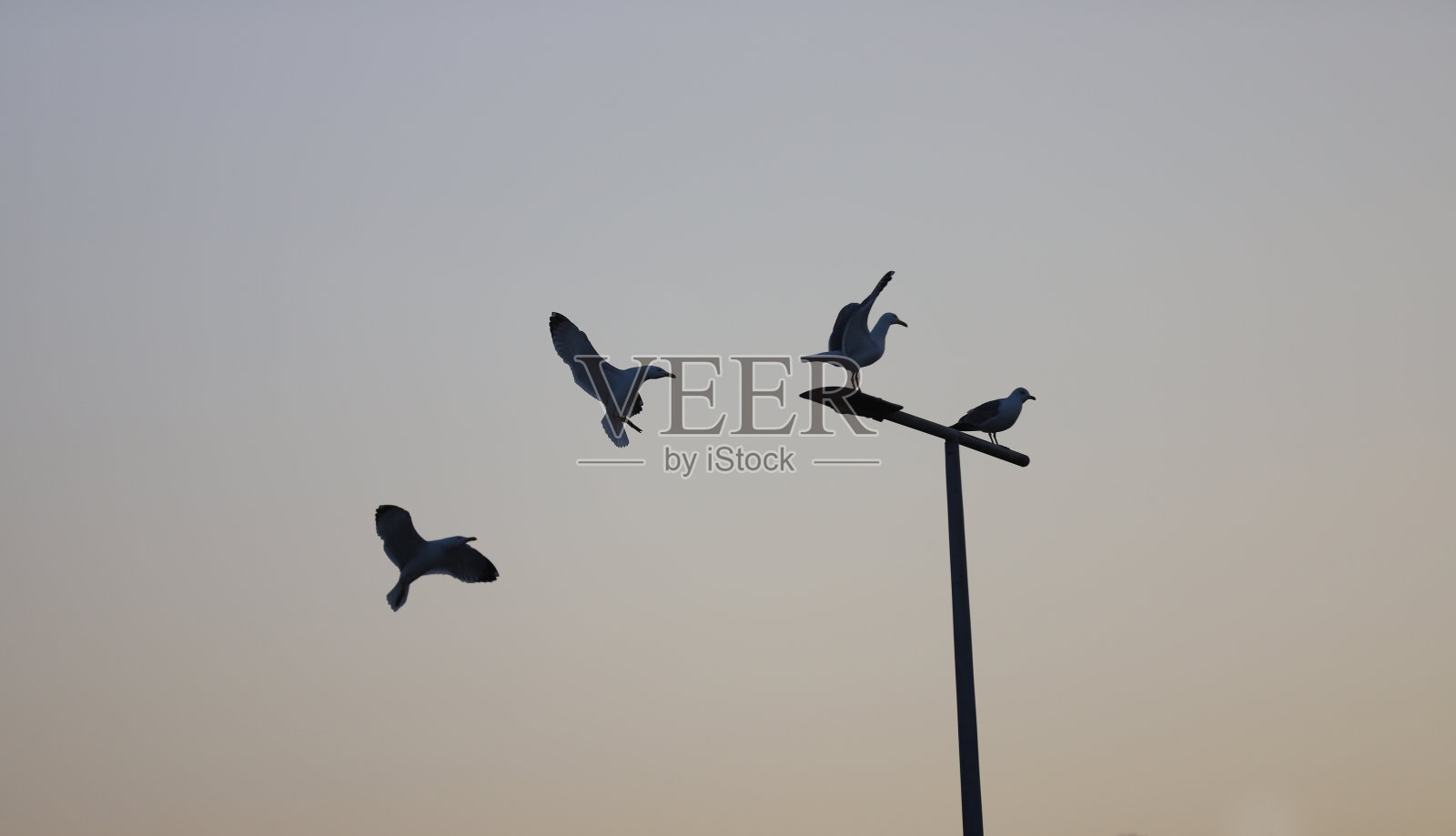 飞鸟排成一行照片摄影图片