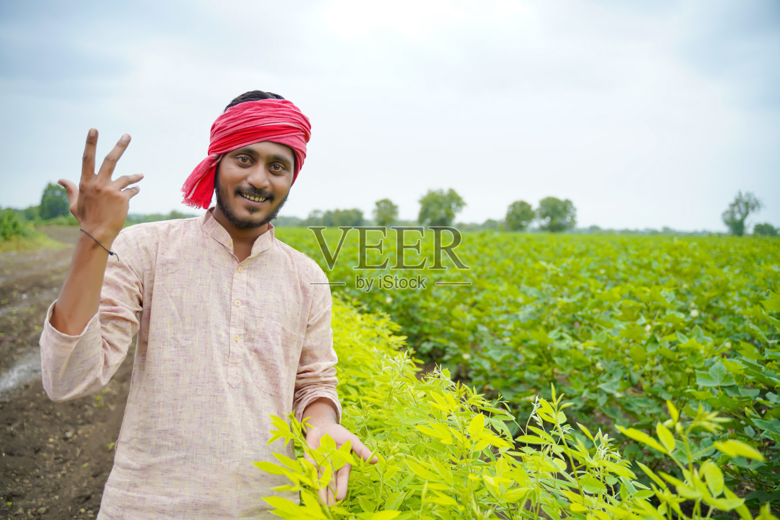 年轻的印度农民在绿色农业领域。照片摄影图片