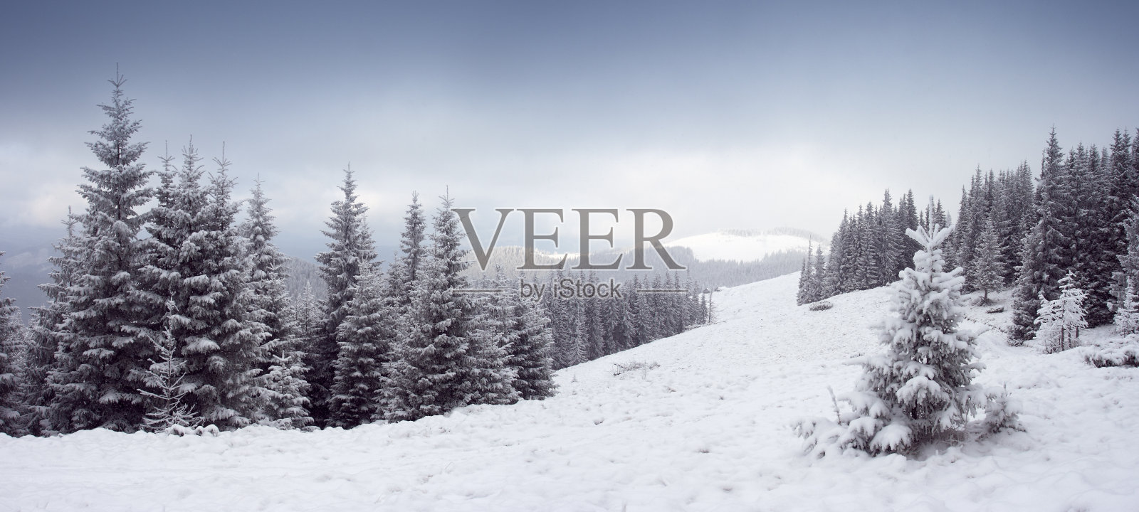 冬天的树照片摄影图片