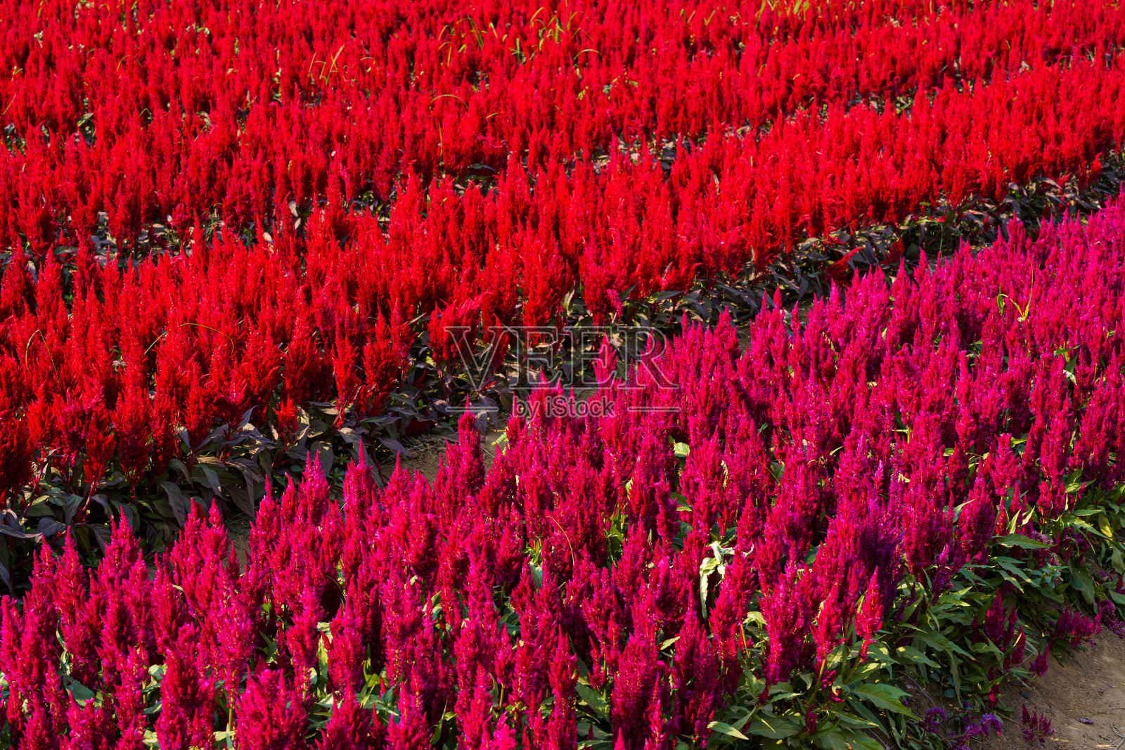 美丽多彩的红色或粉红色鸡冠花图案农场盛开在花园的自然背景在泰国照片摄影图片