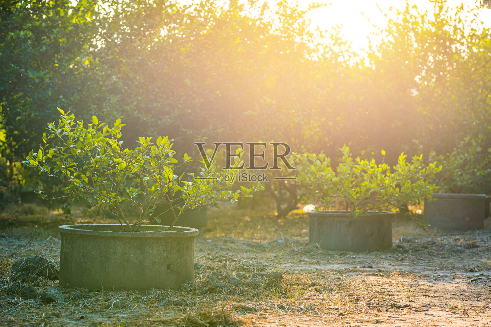 绿色的柠檬树生长在水泥池塘的花园柑橘水果泰国。照片摄影图片