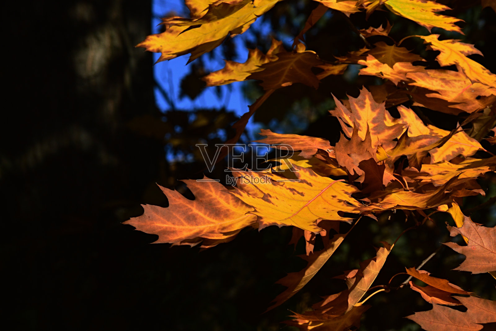 纹理很好的交替裂片秋天红橡树树，拉丁名称Quercus Rubra照片摄影图片