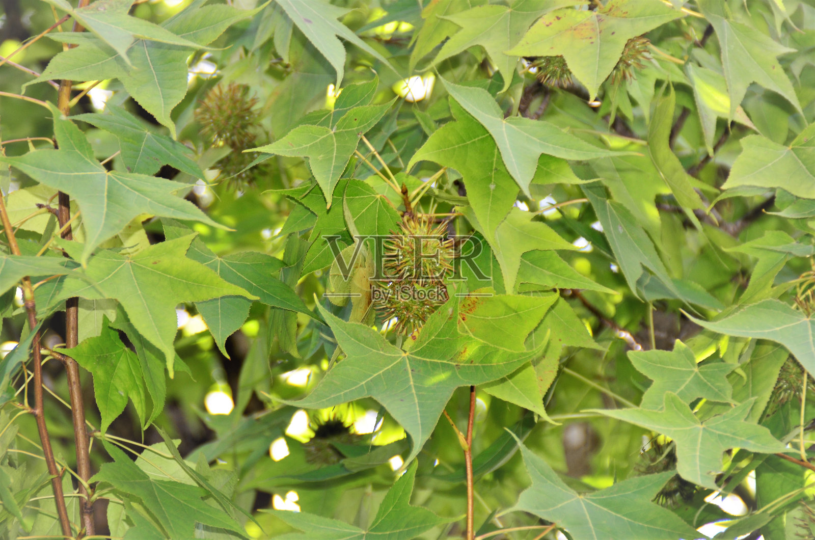 枫香的绿色果实照片摄影图片