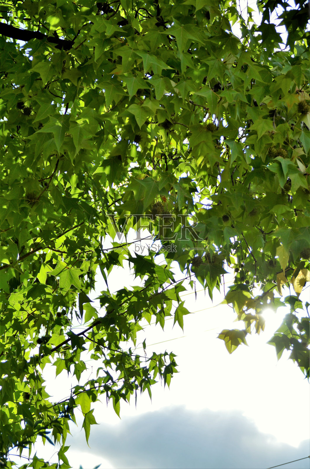 枫香的叶子和果实照片摄影图片