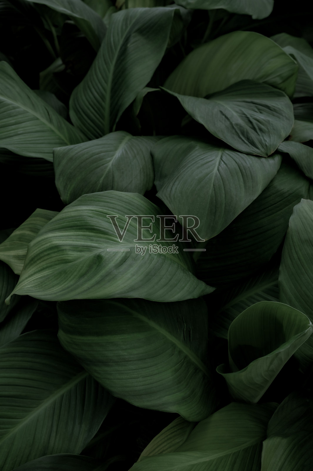 叶:番石榴叶，抽象绿色深色纹理，自然背景，热带叶照片摄影图片