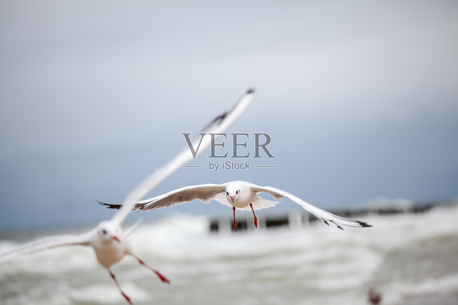 波罗的海的自然环境中的海鸥。照片摄影图片