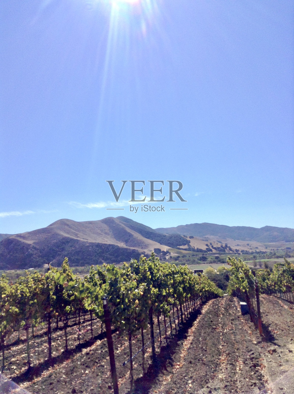 葡萄园背景是葡萄藤和山脉照片摄影图片