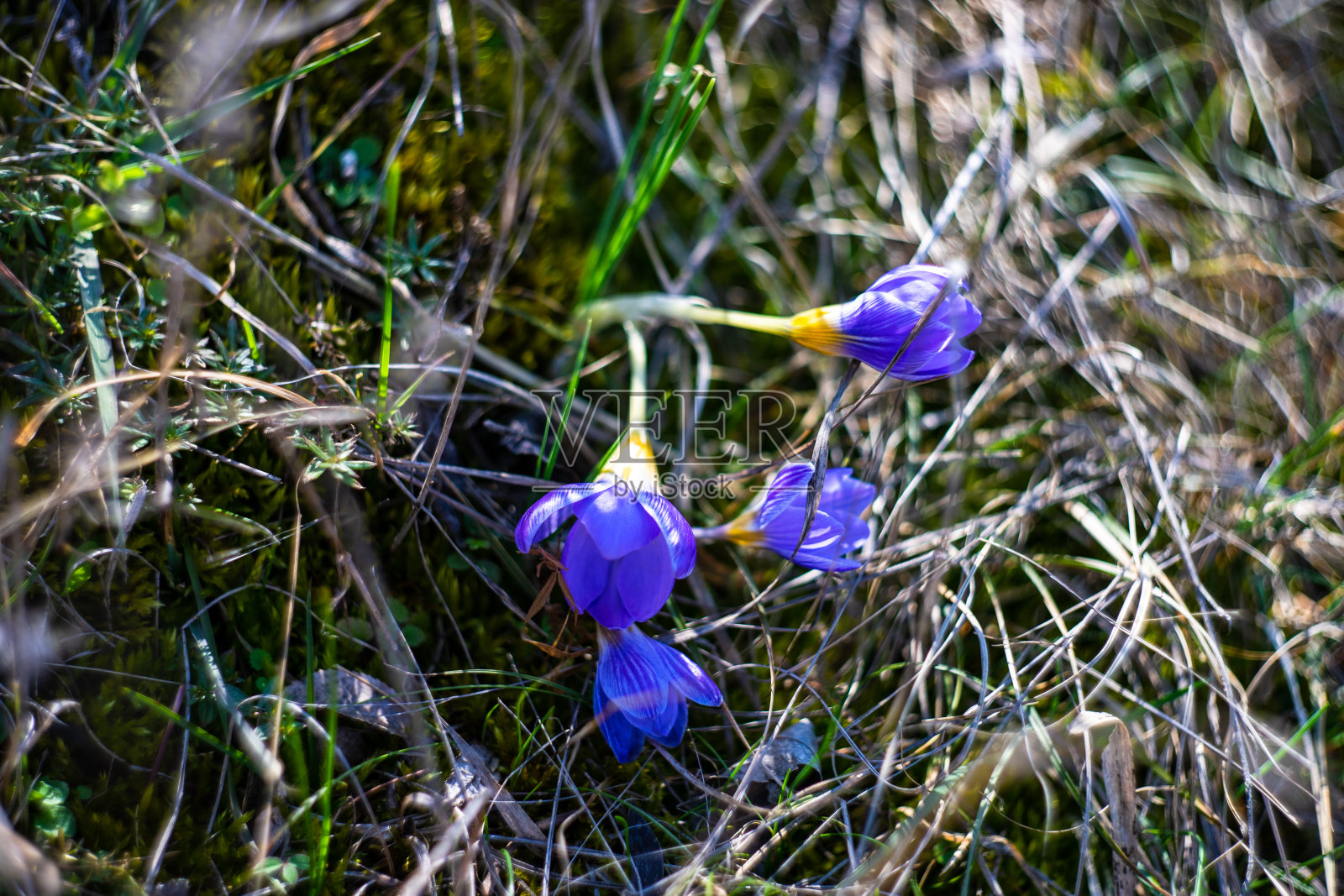 秋水仙碱的花照片摄影图片
