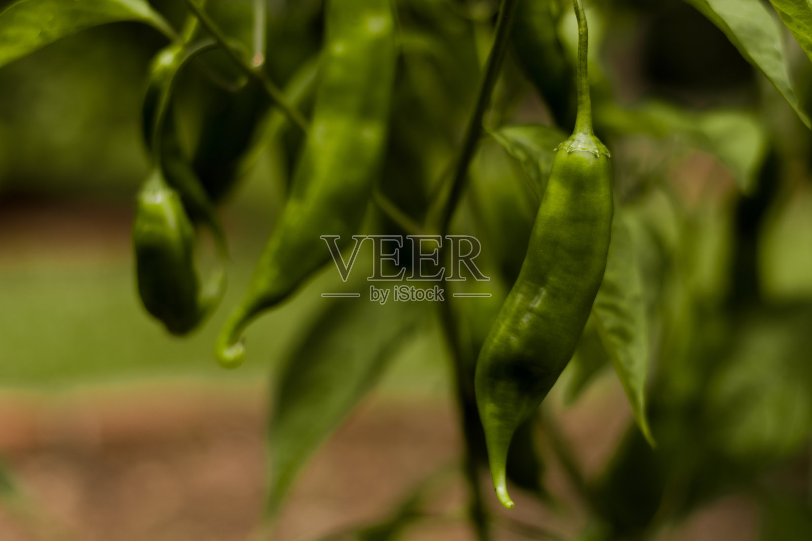 小胡椒树。脚上放青椒。辣椒;照片摄影图片