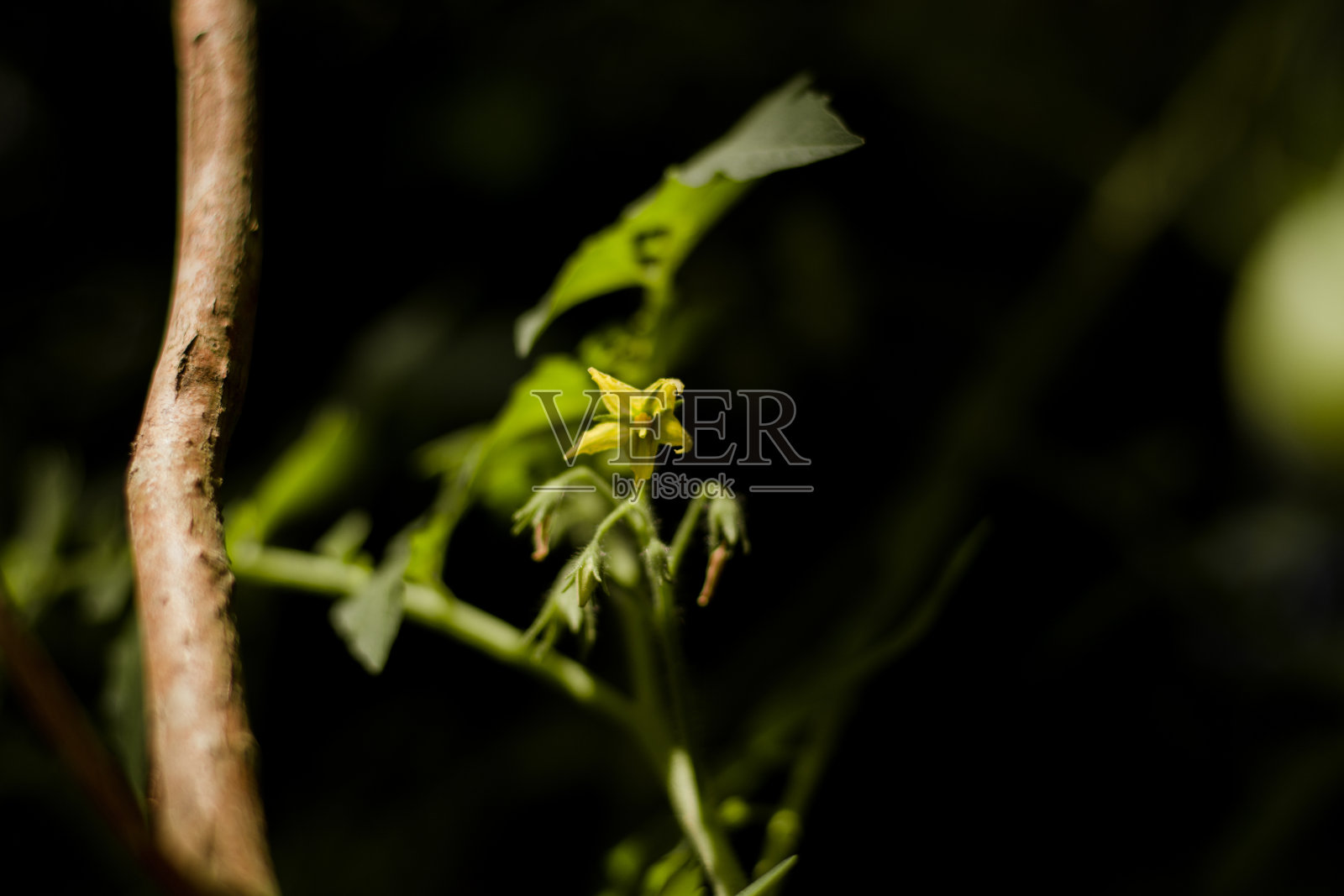 步行去买绿番茄。西红柿和水果。番茄树。番茄种植。家里有菜园。照片摄影图片