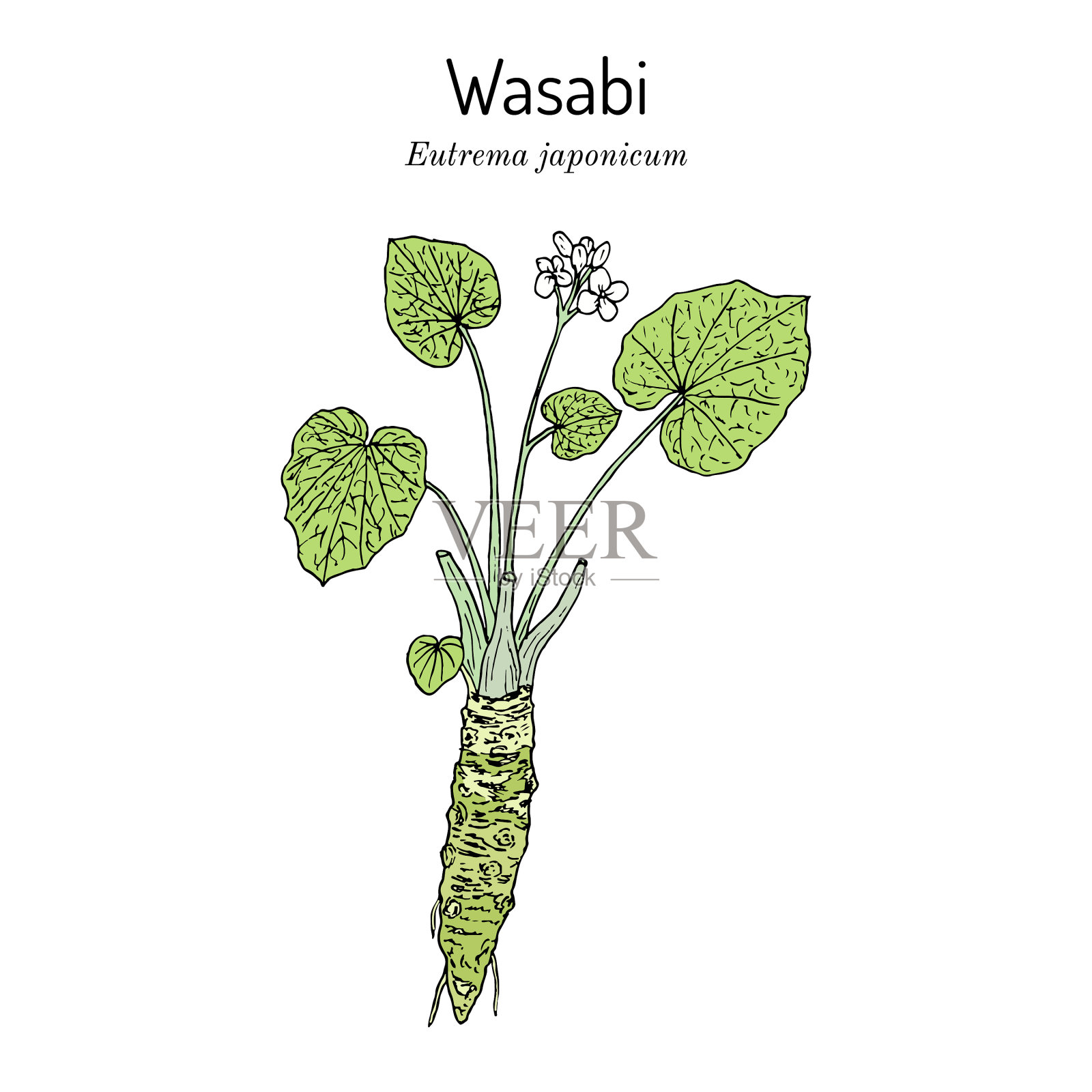 芥末或日本辣根eutrema japonicum插画图片素材