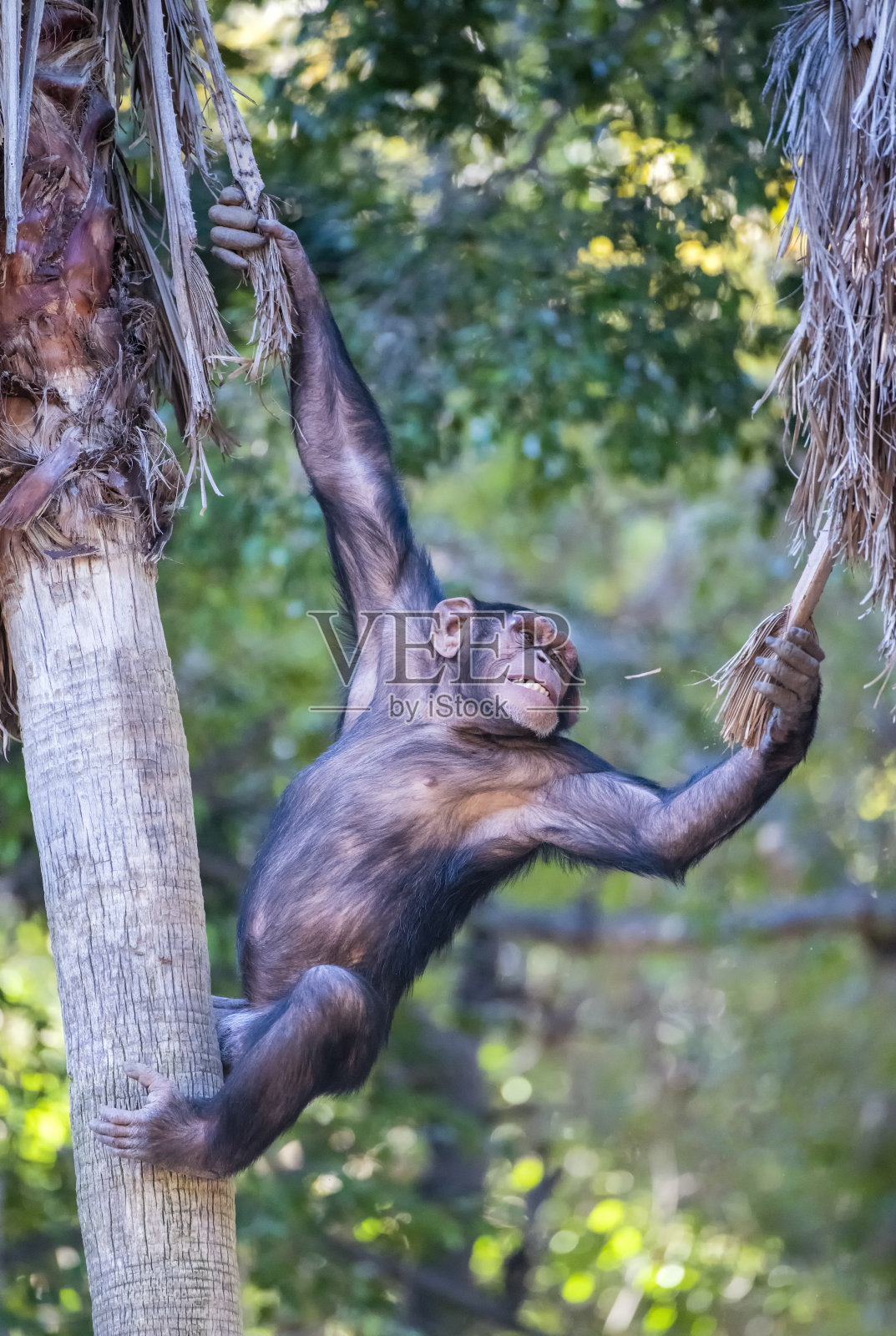 黑猩猩爬上树照片摄影图片