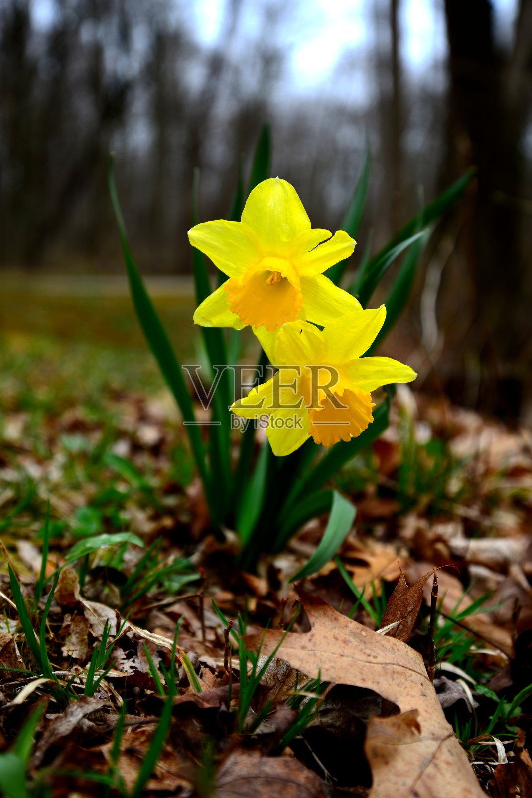 威斯康星州的野生水仙，春天五月花照片摄影图片