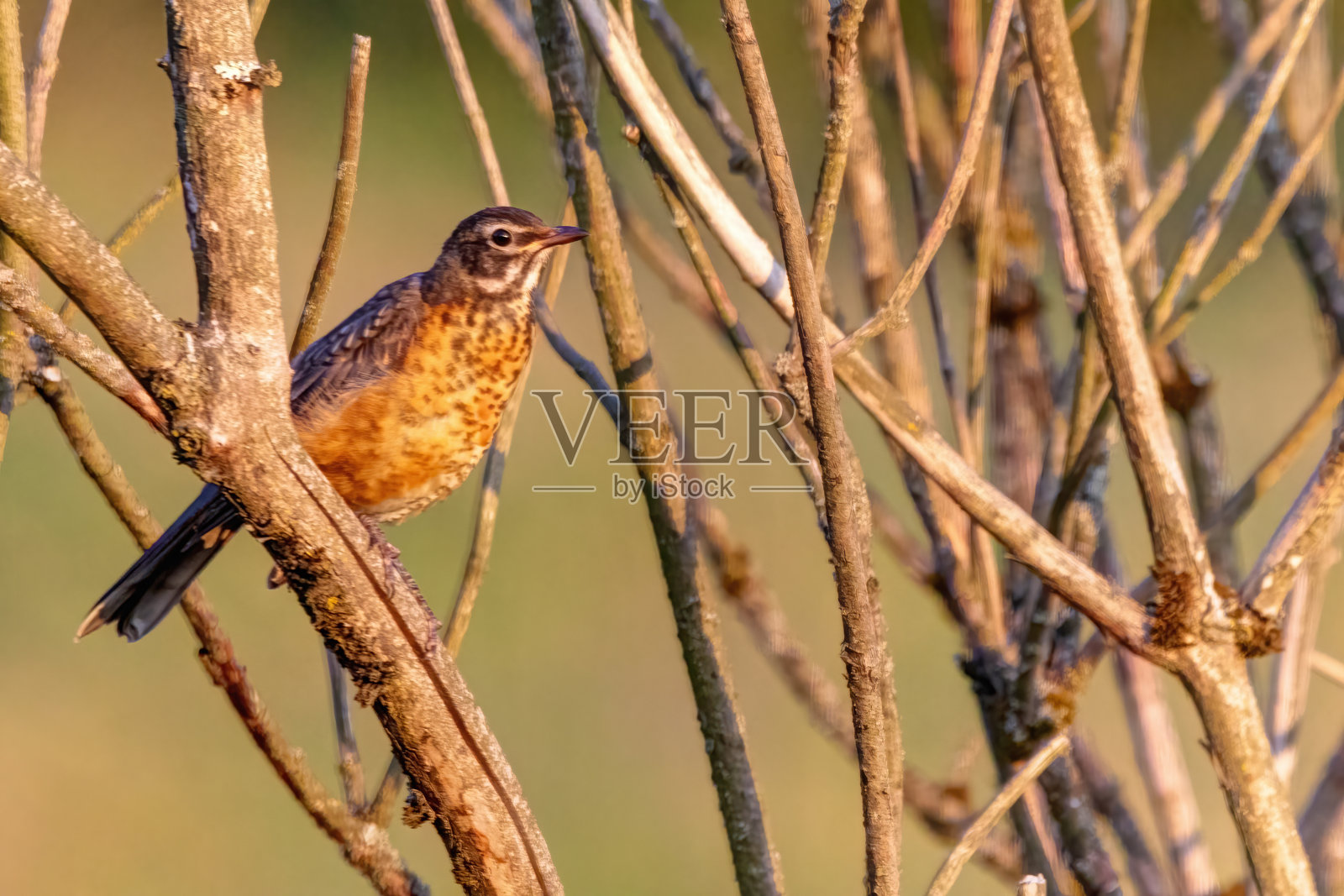美国知更鸟栖息在灌木丛中照片摄影图片