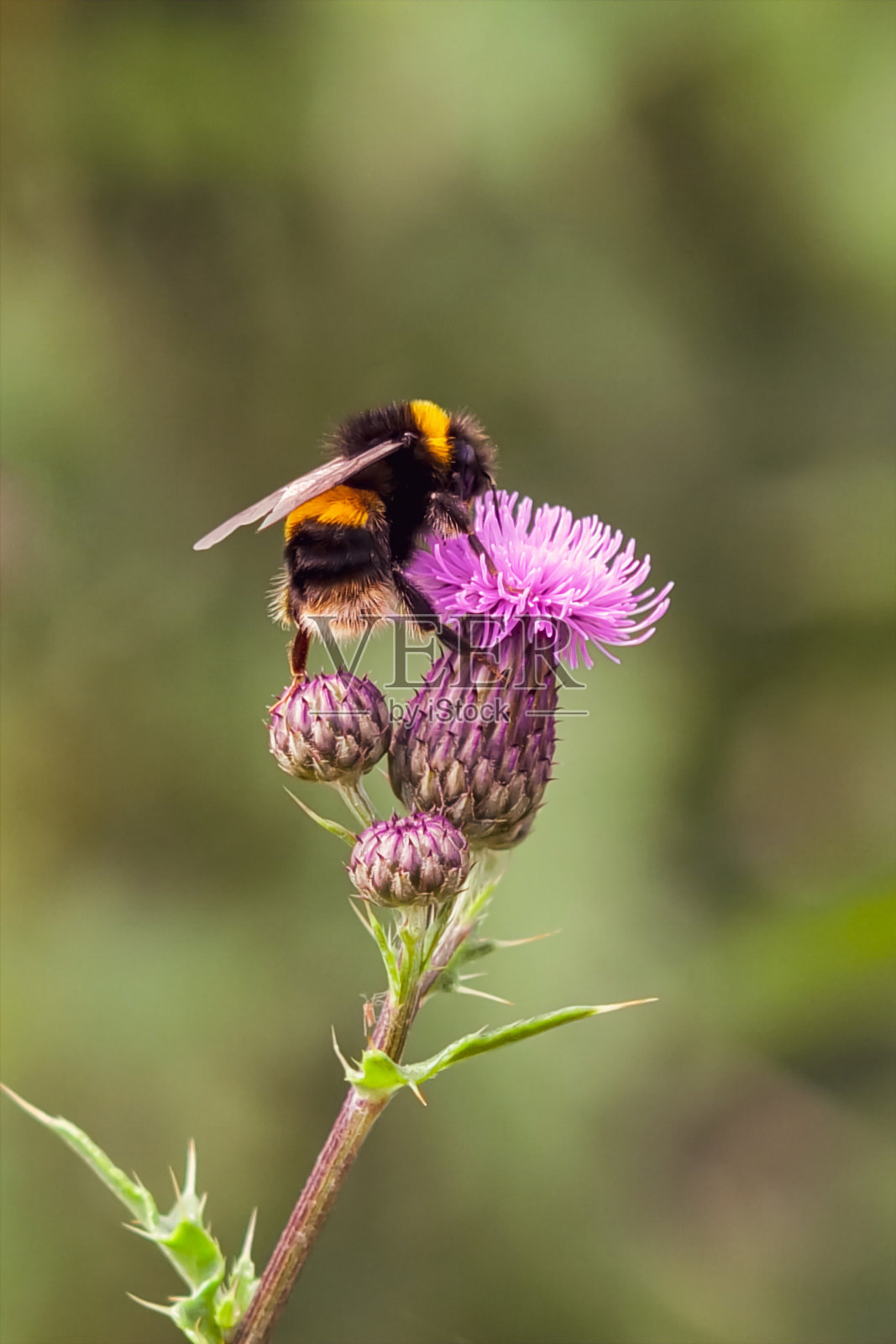 淡黄尾大黄蜂(Bombus terstreis)的微距照片从蓟花上摘下蜂蜜，美丽的绿色奶油背景散景照片摄影图片