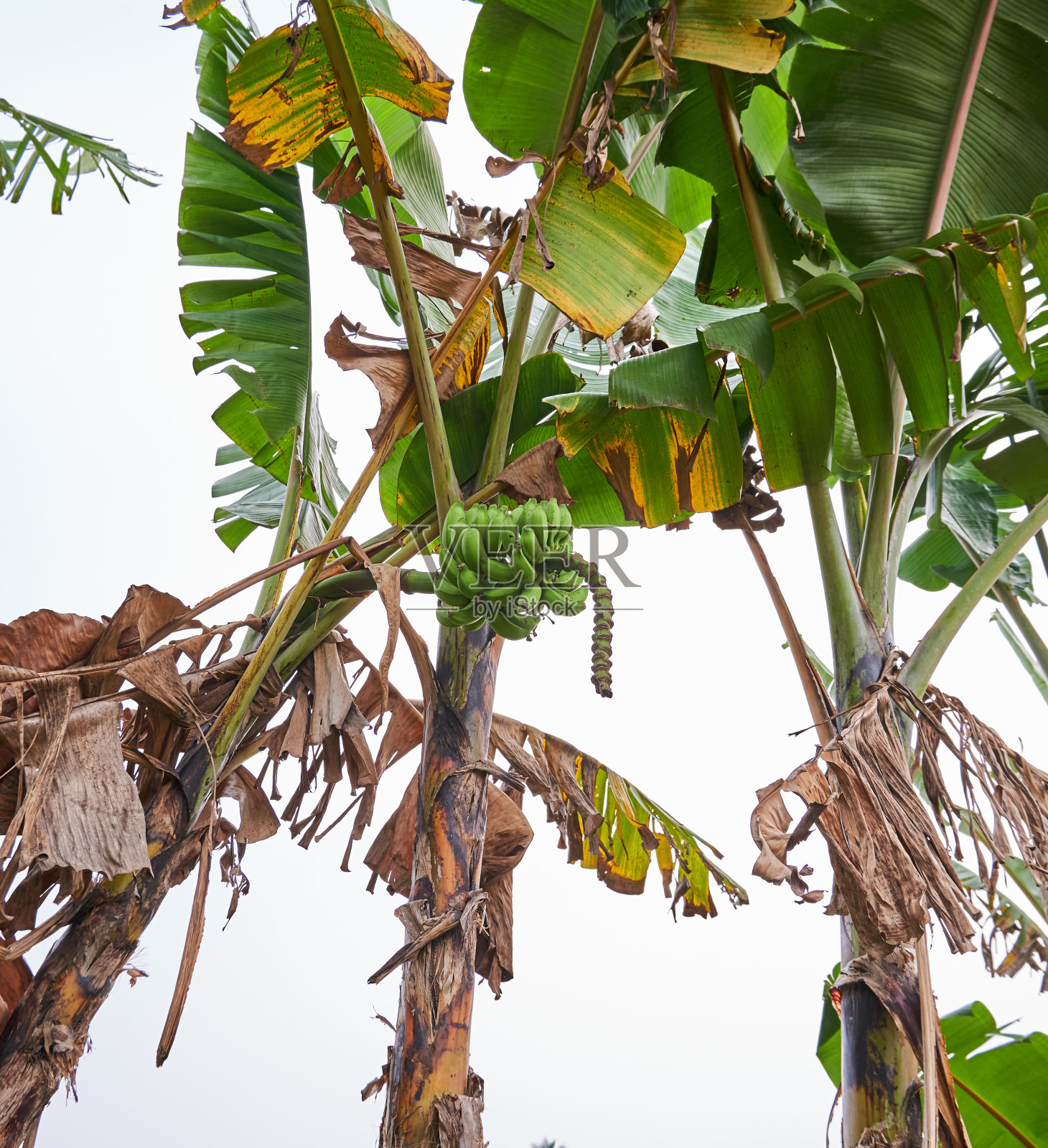 香蕉树照片摄影图片