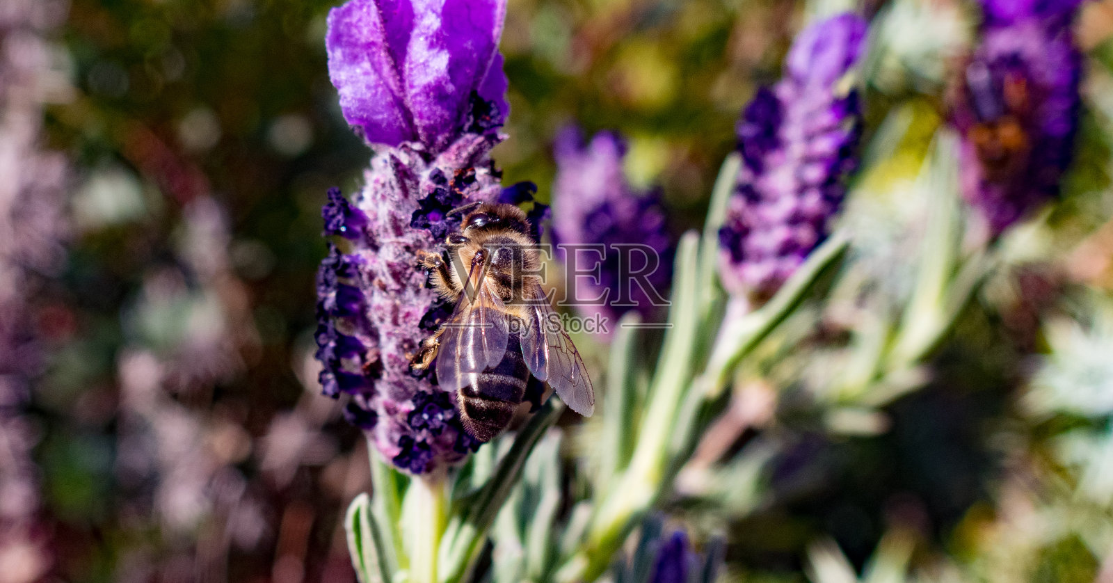 一只蜜蜂从薰衣草花上收集花粉照片摄影图片