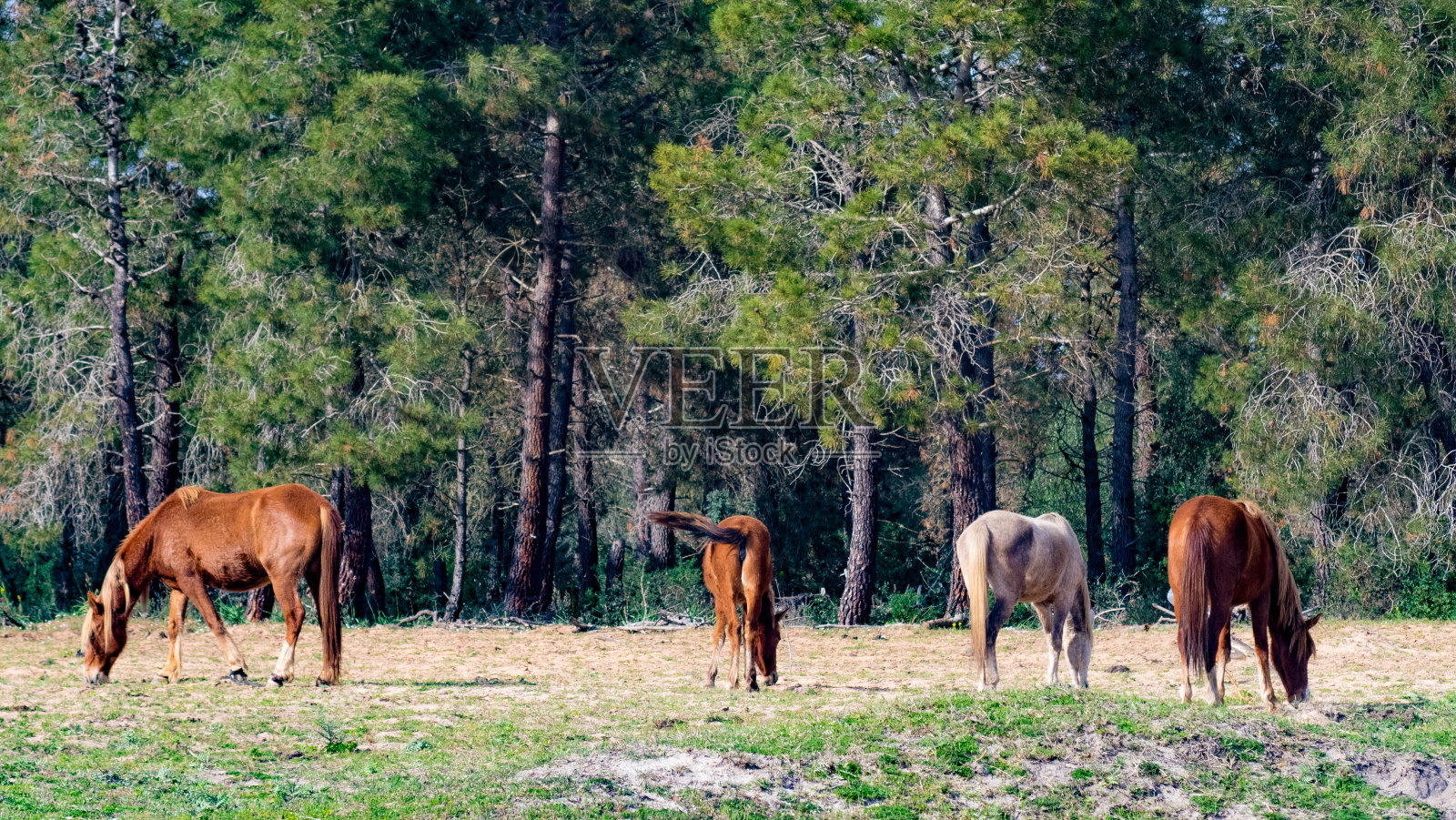 一群马在农场吃草照片摄影图片