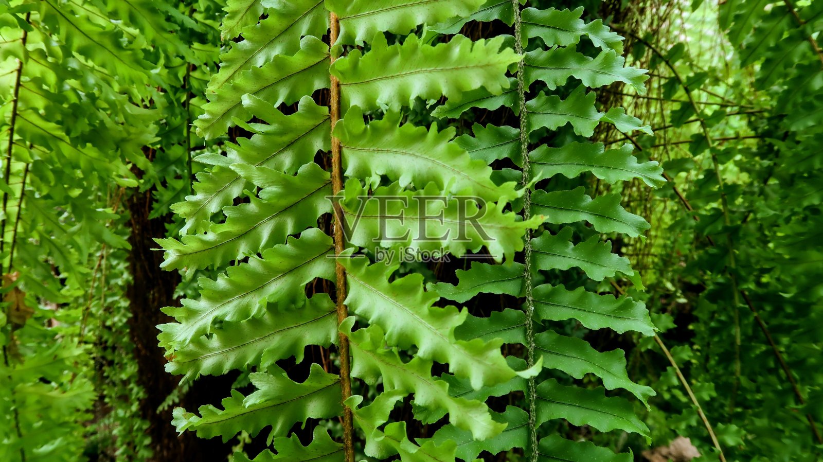 自然照片摄影图片