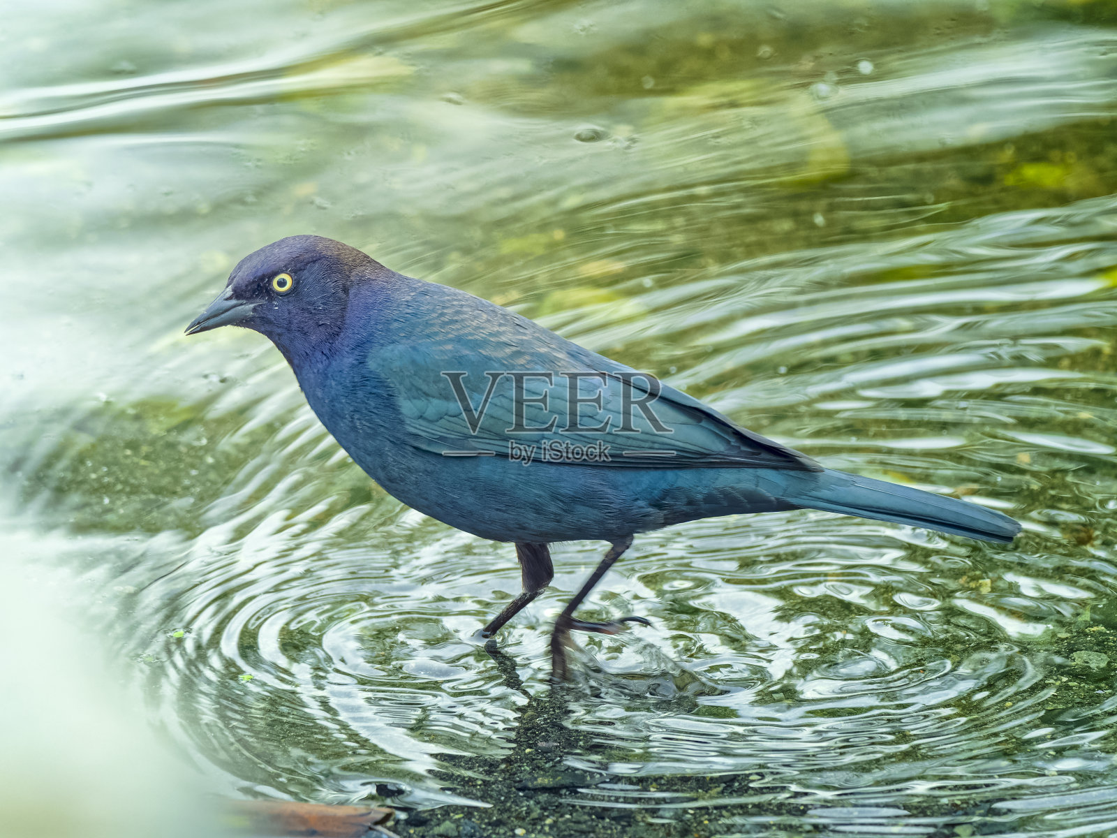 不列颠哥伦比亚省温哥华岛的鸟类照片摄影图片