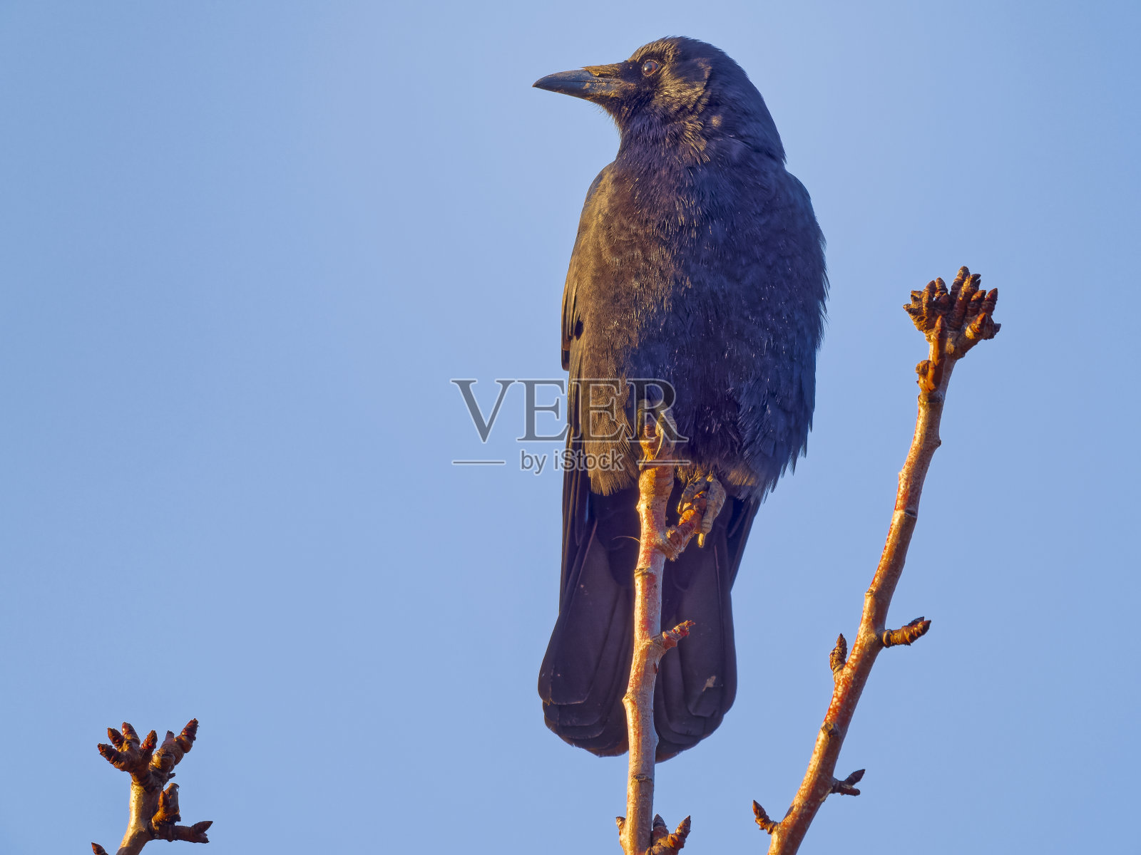 不列颠哥伦比亚省温哥华岛的鸟类照片摄影图片