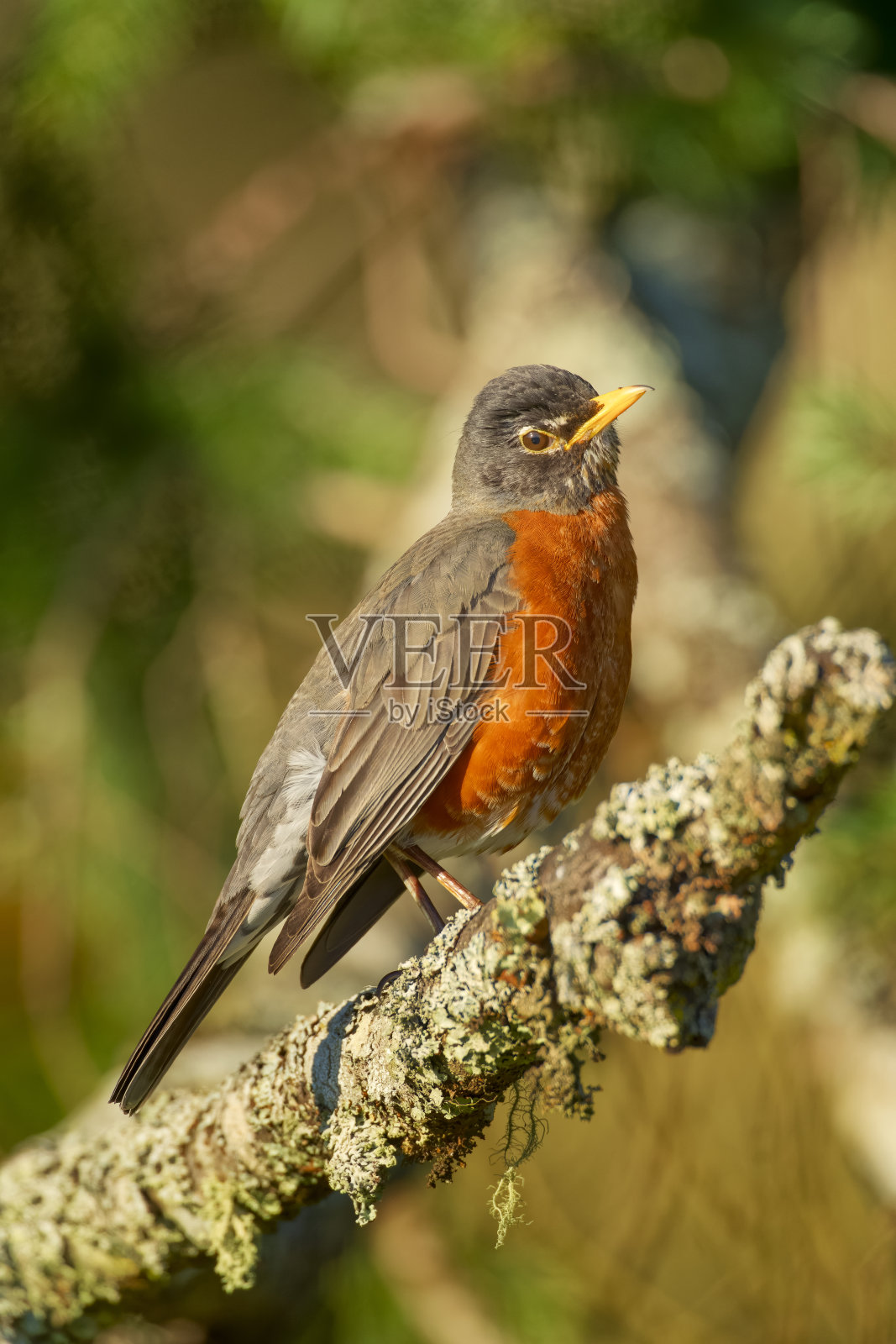 不列颠哥伦比亚省温哥华岛的鸟类照片摄影图片