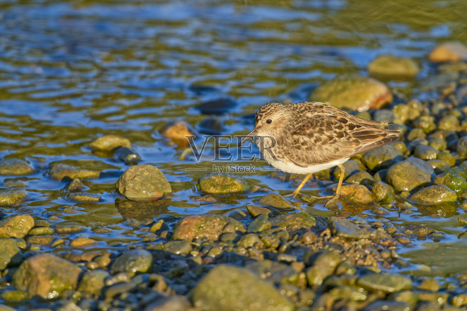 不列颠哥伦比亚省温哥华岛的鸟类照片摄影图片