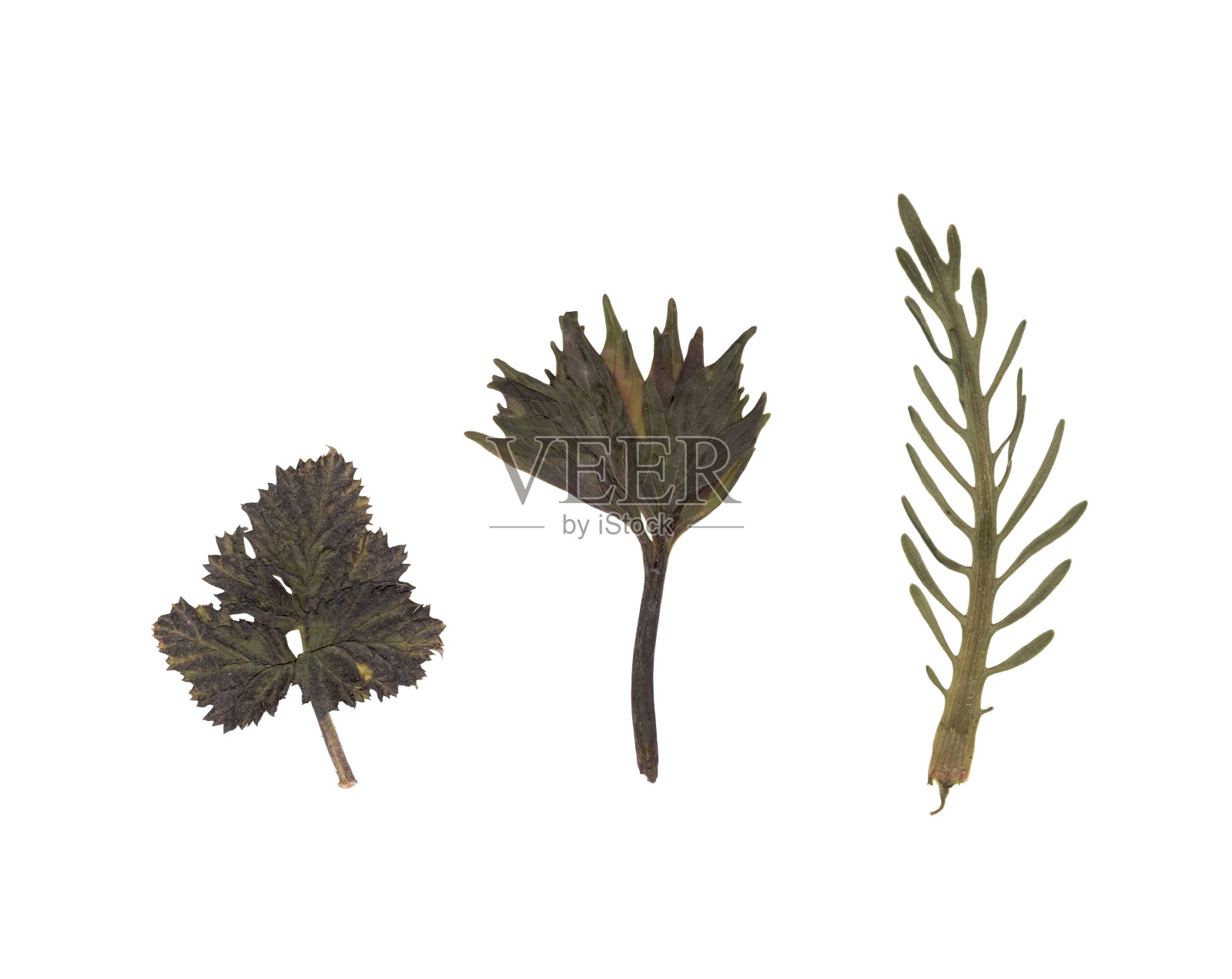 扫描一套各种压树叶子。优良的年份落叶植物标本馆。压制和干燥的草药。在白色背景上压干树叶的艺术作品。照片摄影图片