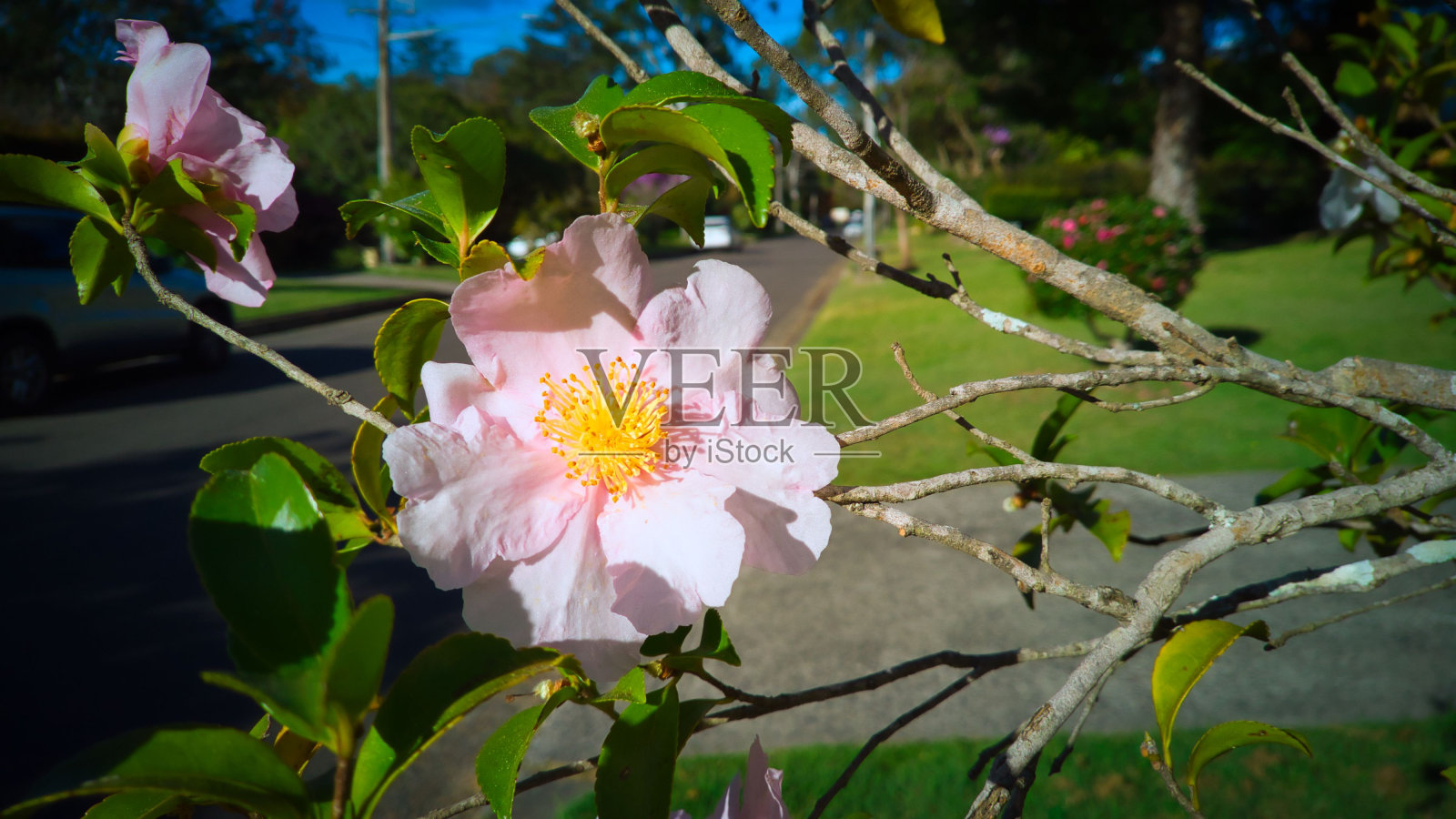 茶花开花照片摄影图片