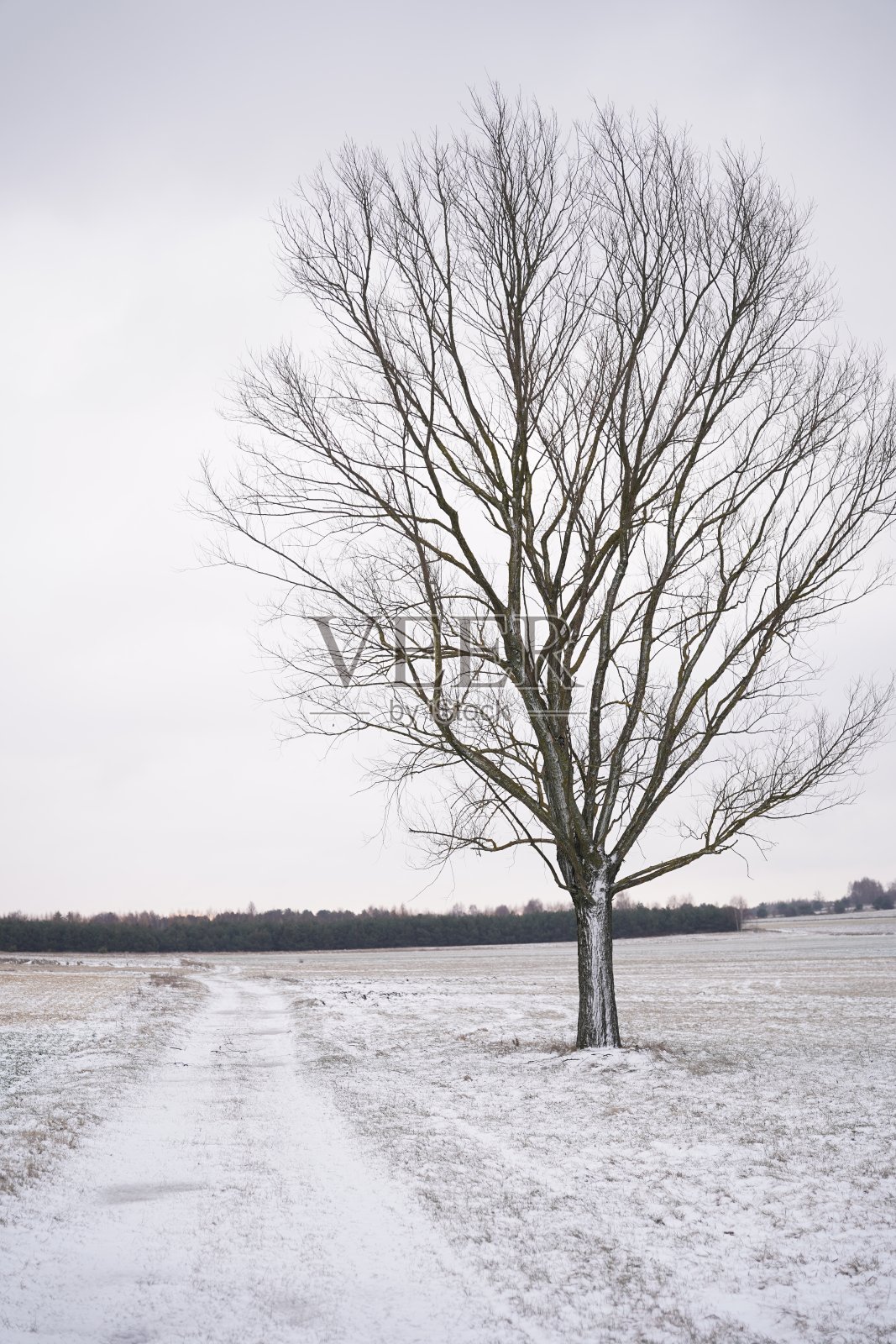 冬天的早晨:田野里的树和路照片摄影图片