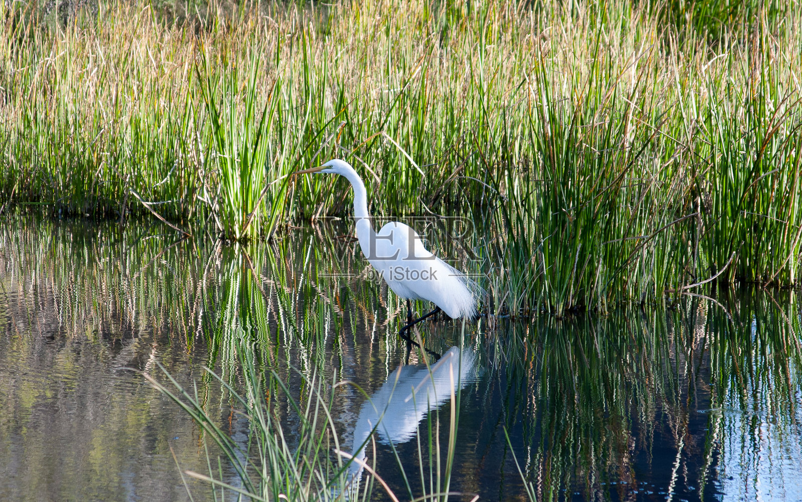 大白鲨白鹭照片摄影图片