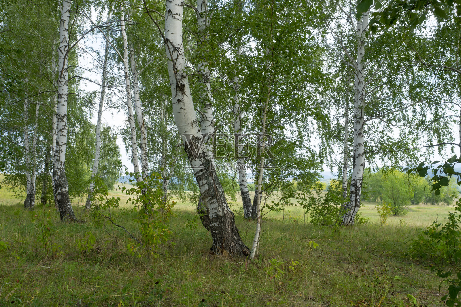 桦树森林,树林。白色树皮和绿色叶子的树。夏天俄罗斯风景。照片摄影图片