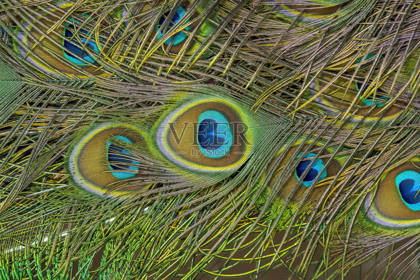 绿色孔雀羽毛特写照片摄影图片