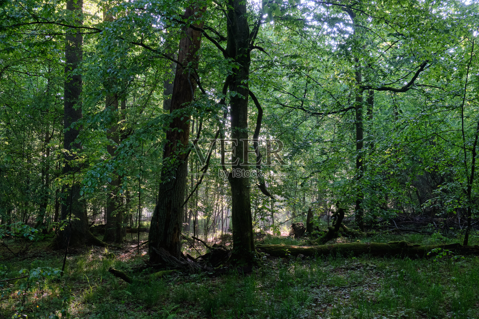 阳光进入丰富的落叶林照片摄影图片