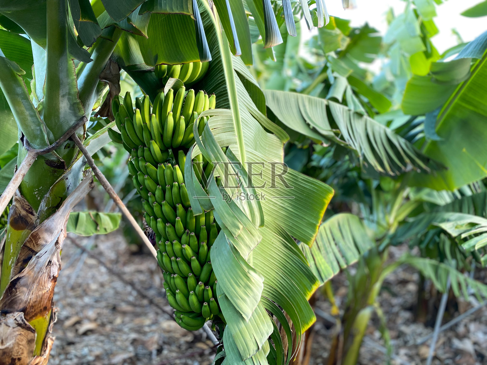 香蕉种植园——加那利群岛特内里费岛海边花园中的香蕉树照片摄影图片