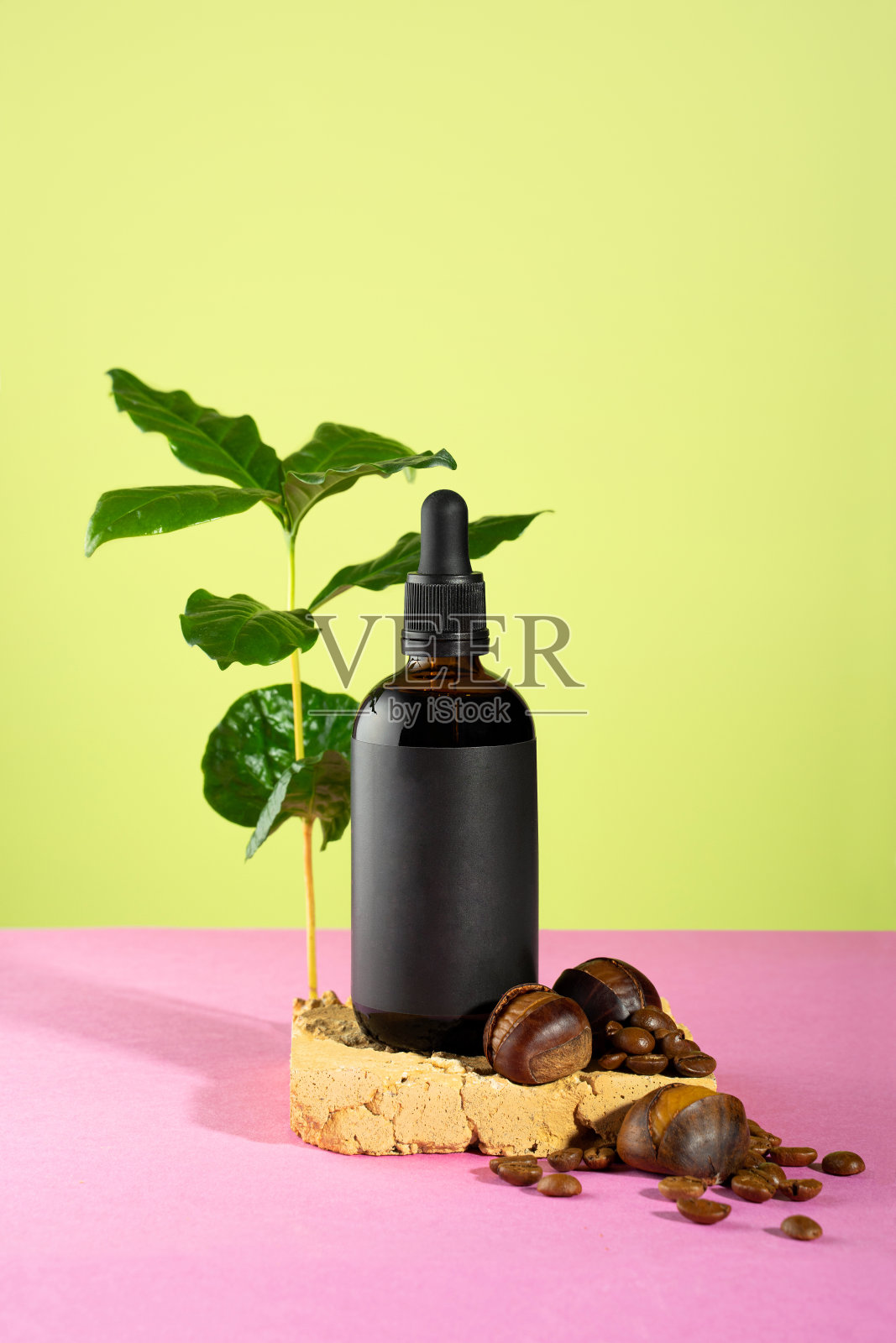 栗子和咖啡豆的精油。化妆品用有机产品。健康的皮肤，头发，面部和身体护理。SPA和自我保健养生理念。咖啡树在绿色粉红色的背景。照片摄影图片