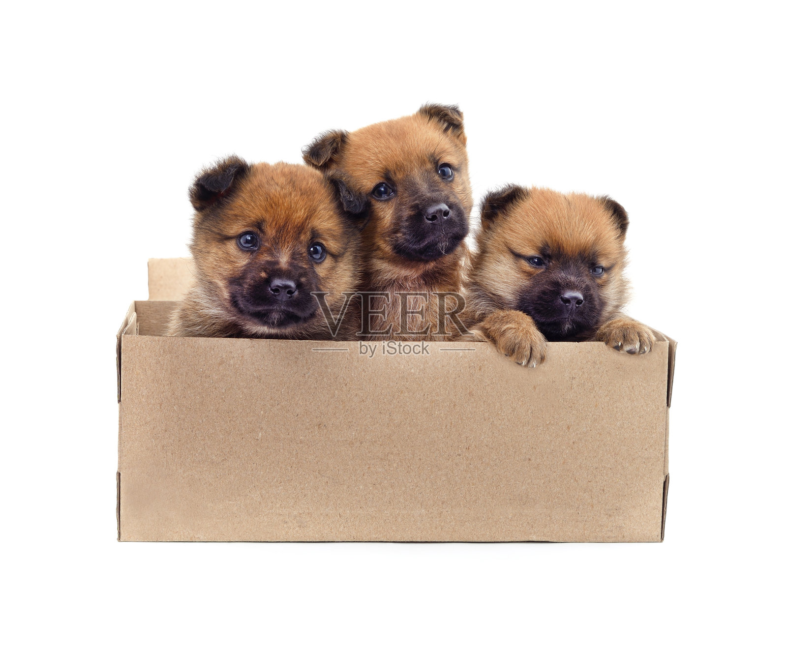 小狗在盒子里。照片摄影图片