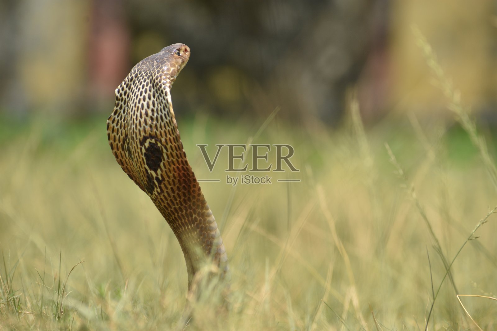 印度眼镜蛇,照片摄影图片