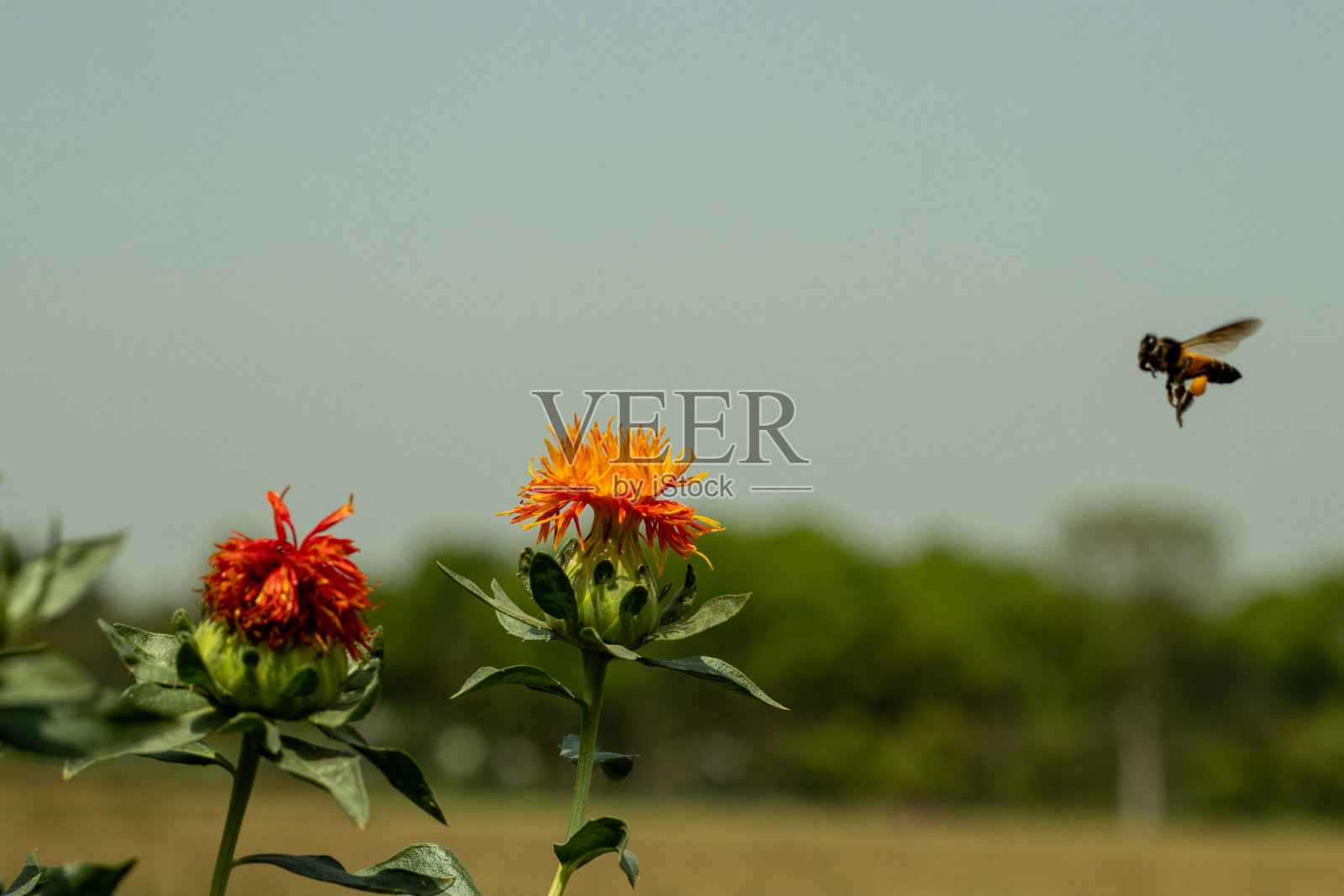 一只蜜蜂飞走了，去采藏红花的蜂蜜照片摄影图片