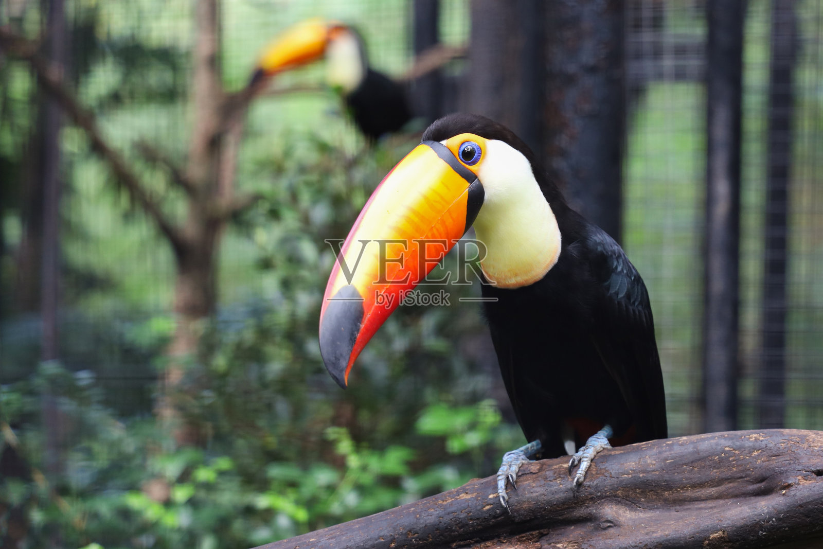 巨嘴鸟在森林里的木树上照片摄影图片