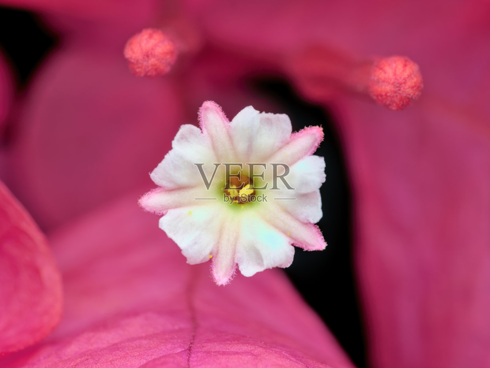 九重葛雌蕊照片摄影图片